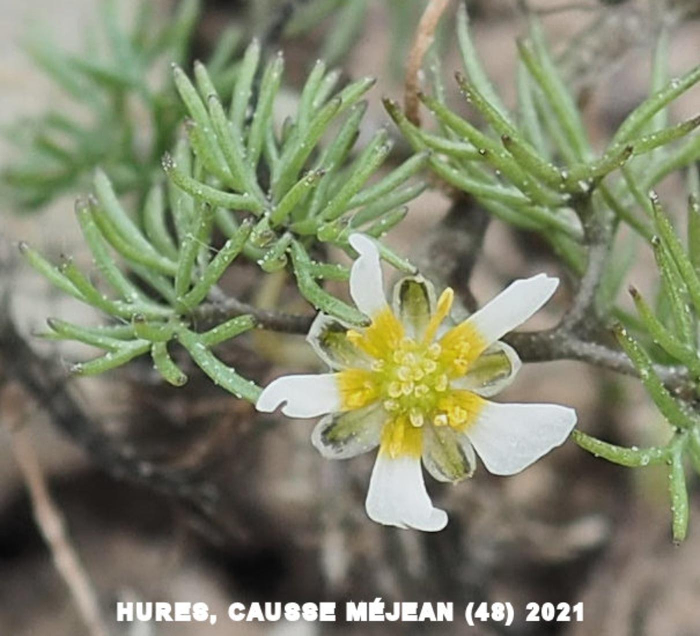 Water Crowfoot, Hair-leaved flower